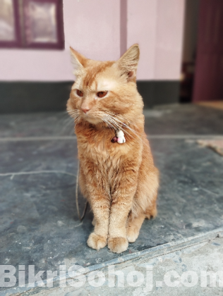 Persian Female Cat for Sale – Rangpur.